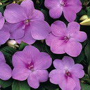Impatiens Walleriana
